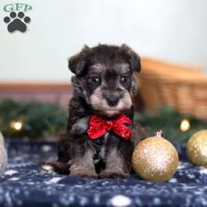 Trace, Miniature Schnauzer Puppy